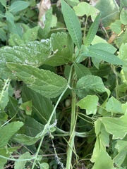 Verbena scabra