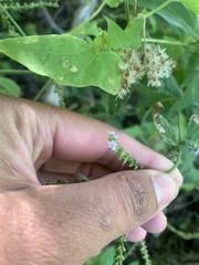 Verbena scabra
