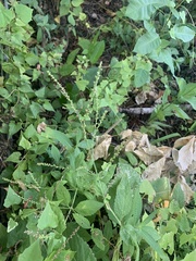 Verbena scabra