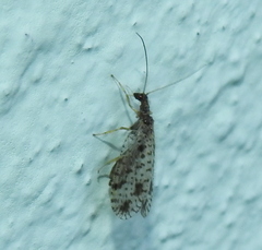 Micromus variegatus