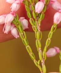 Erica palliiflora