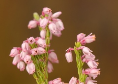 Erica palliiflora