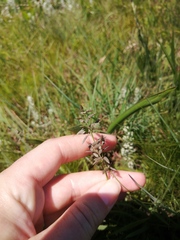 Eragrostis racemosa