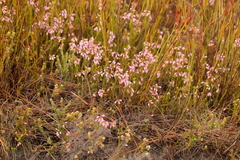 Erica palliiflora