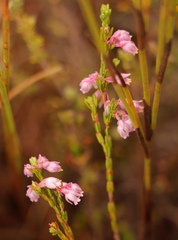 Erica palliiflora