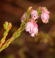 Erica palliiflora