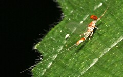 Thraulodes