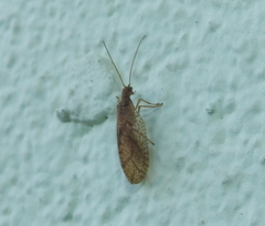 Micromus angulatus