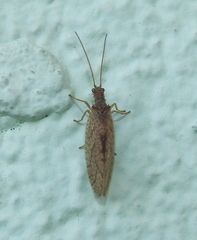 Micromus angulatus
