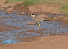 Vanellus malabaricus