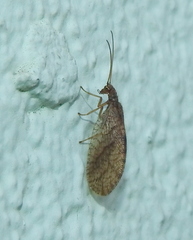 Micromus angulatus