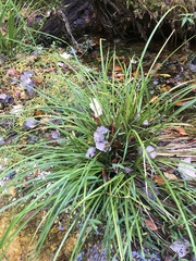 Carex stricta