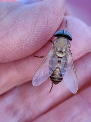 Tabanidae