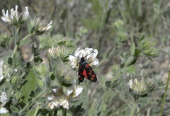 Zygaena filipendulae