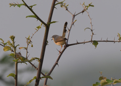 Prinia socialis