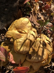 Gymnopilus subspectabilis