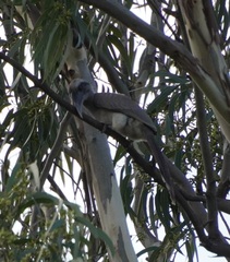 Ocyceros birostris