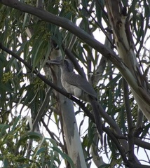 Ocyceros birostris