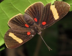 Melanis electron