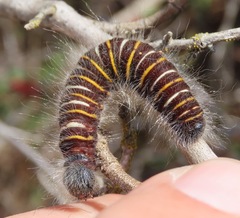 Metardaris cosinga