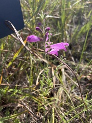 Physostegia pulchella
