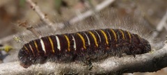 Metardaris cosinga