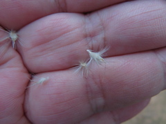 Rytidosperma fulvum