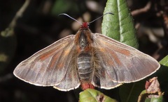 Metardaris cosinga