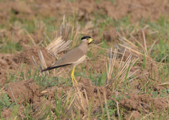 Vanellus malabaricus