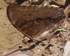 Morpho aurora