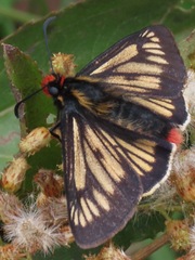 Metardaris cosinga