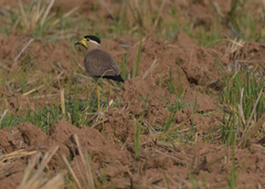Vanellus malabaricus