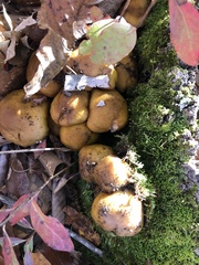 Gymnopilus subspectabilis