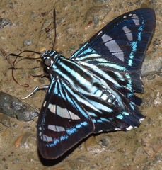 Phocides pigmalion
