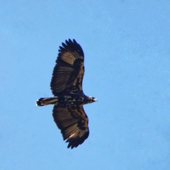 Buteogallus urubitinga