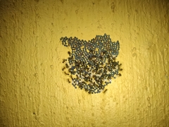 Hypercompe permaculata