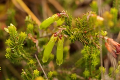 Erica viridiflora