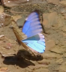 Morpho aurora