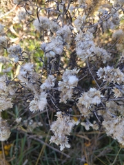 Pseudognaphalium