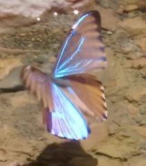 Morpho aurora