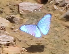 Morpho aurora