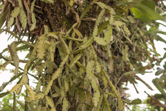 Rhipsalis