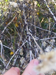 Pseudognaphalium