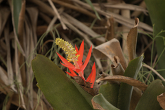 Aechmea nudicaulis