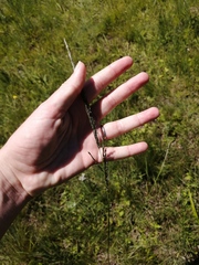 Eragrostis plana