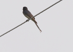 Dicrurus caerulescens