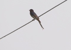 Dicrurus caerulescens