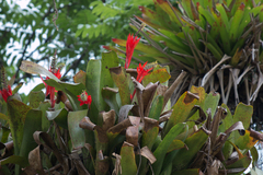 Aechmea nudicaulis