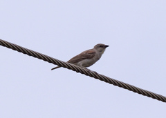 Gymnoris xanthocollis