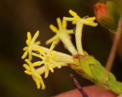 Gnidia oppositifolia